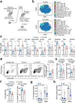 CD45 Antibody in Flow Cytometry (Flow)