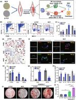 CD11b Antibody in Flow Cytometry (Flow)