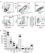 CD11b Antibody in Flow Cytometry (Flow)