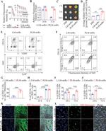 CD11b Antibody in Flow Cytometry (Flow)