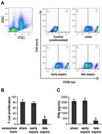 Ly-6G/Ly-6C Antibody in Flow Cytometry (Flow)