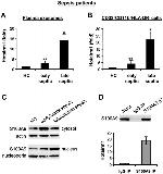 CD11b Antibody in Flow Cytometry (Flow)