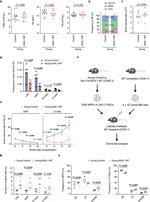 Ki-67 Antibody in Flow Cytometry (Flow)