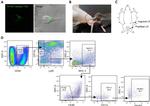 CD11b Antibody in Flow Cytometry (Flow)