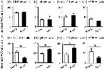 CD11b Antibody in Flow Cytometry (Flow)