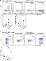 CD38 Antibody in Flow Cytometry (Flow)