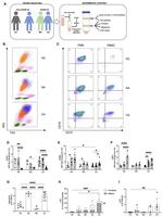 CD16 Antibody in Flow Cytometry (Flow)