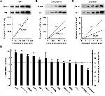 GRK1 Antibody in Western Blot (WB)