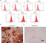 CD73 Antibody in Flow Cytometry (Flow)