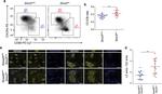 CD184 (CXCR4) Antibody in Flow Cytometry (Flow)