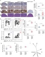 CD38 Antibody in Flow Cytometry (Flow)