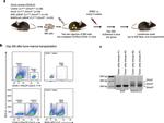 CD45.2 Antibody in Flow Cytometry (Flow)