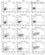 CD23 Antibody in Flow Cytometry (Flow)