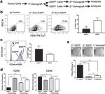 CD24 Antibody in Flow Cytometry (Flow)