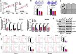 CD24 Antibody in Flow Cytometry (Flow)