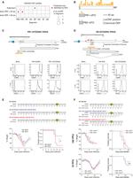 CD69 Antibody in Flow Cytometry (Flow)