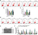 CD25 Antibody in Flow Cytometry (Flow)