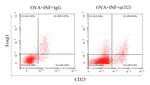 CD25 Antibody in Neutralization (Neu)