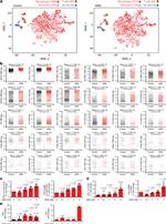 IFN gamma Antibody in Flow Cytometry (Flow)