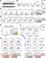 Granzyme B Antibody in Flow Cytometry (Flow)