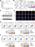 Perforin Antibody in Flow Cytometry (Flow)