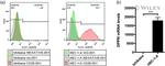 CD26 Antibody in Flow Cytometry (Flow)