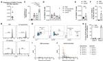 CD45.1 Antibody in Flow Cytometry (Flow)
