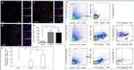 FOXP3 Antibody in Immunohistochemistry (IHC)