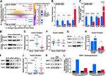 CD28 Antibody in Flow Cytometry (Flow)