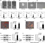 CD45 Antibody in Flow Cytometry (Flow)