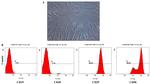 CD90.1 (Thy-1.1) Antibody in Flow Cytometry (Flow)