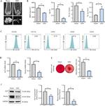 CD45 Antibody in Flow Cytometry (Flow)