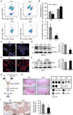 CD29 (Integrin beta 1) Antibody in Flow Cytometry (Flow)