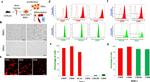 CD29 (Integrin beta 1) Antibody in Flow Cytometry (Flow)