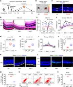 CD29 (Integrin beta 1) Antibody in Flow Cytometry (Flow)