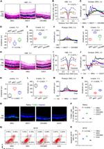 CD29 (Integrin beta 1) Antibody in Flow Cytometry (Flow)