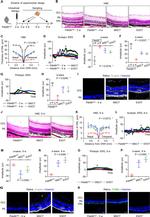 CD45 Antibody in Flow Cytometry (Flow)