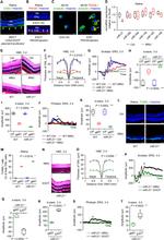 CD31 (PECAM-1) Antibody in Flow Cytometry (Flow)