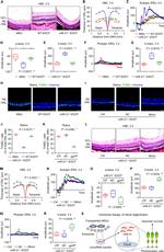 CD29 (Integrin beta 1) Antibody in Flow Cytometry (Flow)