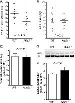 CD31 (PECAM-1) Antibody in Immunohistochemistry (IHC)