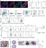 CD31 (PECAM-1) Antibody in Flow Cytometry (Flow)