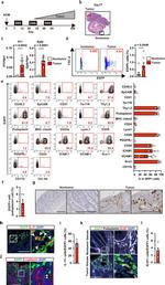 CD31 (PECAM-1) Antibody in Flow Cytometry (Flow)