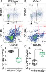 CD31 (PECAM-1) Antibody in Flow Cytometry (Flow)