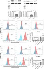 CD144 (VE-cadherin) Antibody in Flow Cytometry (Flow)