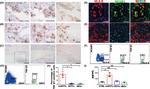 HLA-G Antibody in Immunohistochemistry, Flow Cytometry (IHC, Flow)