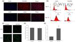 CD34 Antibody in Immunocytochemistry, Flow Cytometry (ICC/IF, Flow)