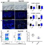 CD34 Antibody in Flow Cytometry (Flow)