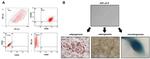 CD90 (Thy-1) Antibody in Flow Cytometry (Flow)