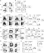 CD38 Antibody in Flow Cytometry (Flow)