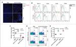 CD80 (B7-1) Antibody in Flow Cytometry (Flow)